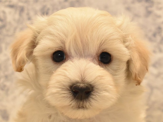 東京都のハーフ犬 (ペッツワン町田多摩境店/2023年12月11日生まれ/男の子/クリーム)の子犬